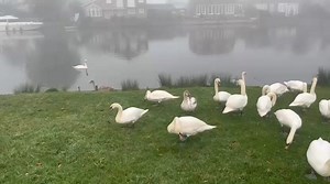 20K views · 598 reactions | A foggy flock check yesterday but it was...