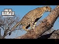 Male Cheetah Marking His Territory In A Fallen Tree