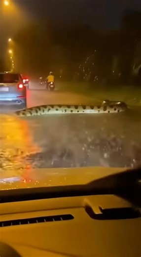 Jane Hodges on Instagram: "In this thrilling POV video, witness a stunning encounter on a narrow, rain-soaked tropical road. As a silver minivan navigates through heavy downpours and reflectively glistening asphalt, the tension rises when a motorbike rider, clad in a vibrant yellow helmet, swerves slightly to avoid a massive leopard-patterned python crossing just ahead. Filmed through a rain-streaked windshield, this surreal moment captures the intense atmosphere of a stormy night. Immerse yours