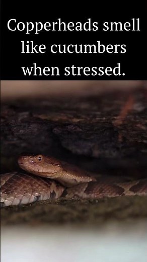 Copperheads smell like cucumbers sometimes