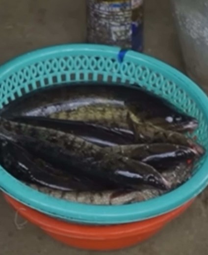 Chú cháu đến nhà em Thái ở U Minh, Cà Mau. #netque #nauan #monanngon #monandanda #monanmientay #amthucmientay #xuhuong