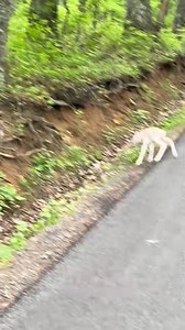 178K views · 4.4K reactions | Albino fawn, new to the world! | Animals TV | Facebook