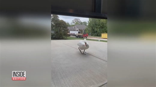 176K views · 2.8K reactions | Dan and Michelle Arthur were trapped inside their garage by a territorial swan, who was waiting to attack the Tennessee couple. Michelle and Dan say the belligerent bird is no stranger in their Nashville neighborhood. | Inside Edition | Facebook