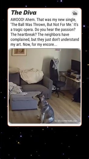 Funny Howling Husky Sings a Tragic Opera About His Life