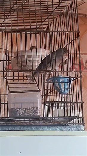 un canari en chaleur pour l'accouplement canari blanc gris #canari #oiseaux #canarias