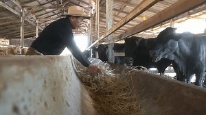 Asian Owner Wagyu Cattle Farm Feeding Stock Footage Video (100% Royalty-free) 3448654095 | Shutterstock