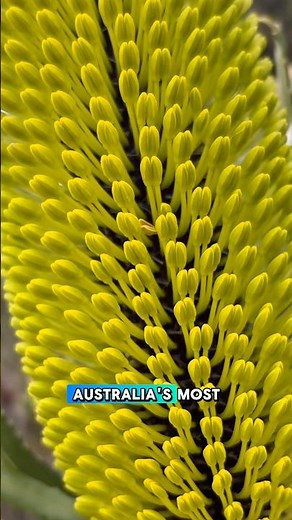 This Weird Golden Plant Grows Only Here!