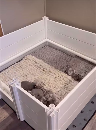 French bulldog adoption (@bulldogfrench1)’s videos with son original - French bulldog adoption