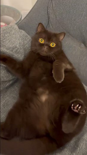 Lovely British cat Evon :) #shorts #lovely #british #cat #evon