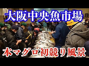 [First Bluefin Tuna Auction!!] Osaka Central Fish Market Japanese fish market and washoku Japanes...