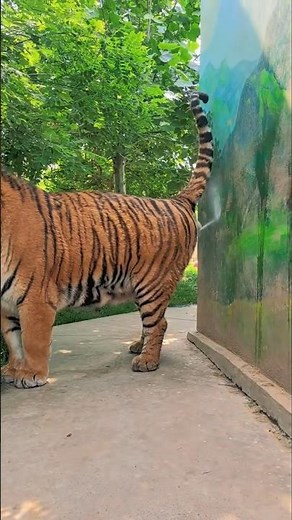 How Do Tigers Urinate? 🐅 #tiger #wildanimals #wildlife