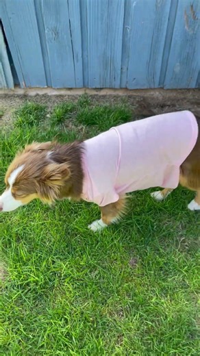 I trained my dog to do the mannequin challenge! 😂 #mannequinchallenge #dog