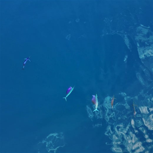 We Found a School of Sailfish in a Hidden Island | Strick & Fran