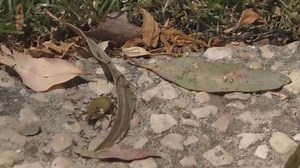 Local Trails Make Ant Cooperation Possible And Might Provide Pointers For Robots