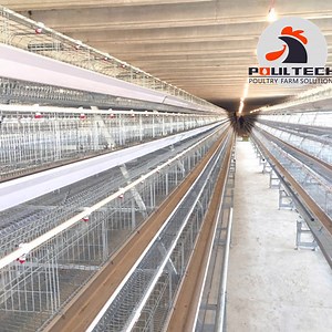 [Hot Item] Techeasy Frame Layer Cage System for Poultry Farm