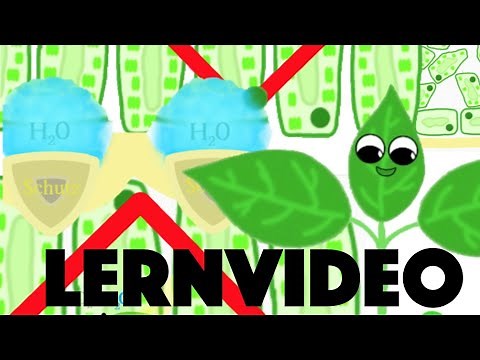 Aufbau eines Laubblattes