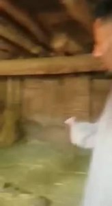 6.5K views · 69 reactions | #Need_Help_From_General_Public Plz share to trace them Yesterday night, burglars looted 2 cows from the cowshed of #Tariq_Ahmad_Bhat from shoul batengo Anantnag . The colour of cows are (Red) and another one is (white). if any body have any information regarding these cows please contact on this number...9797233496 | Ghanta_ghar ganderbal | Facebook