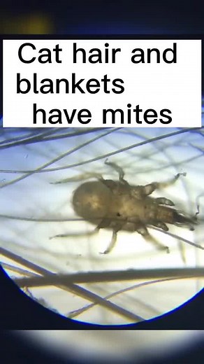 I can’t believe there is such a thing#microscope #microscopio #macrozoom #foryou #fyp #macroscope