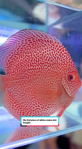 Exploring Albino Discus Fish Strain Patterns