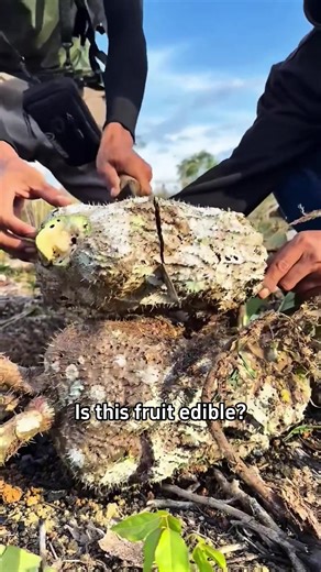 Exploring Ant Fruit: A Unique Addition to Your Diet