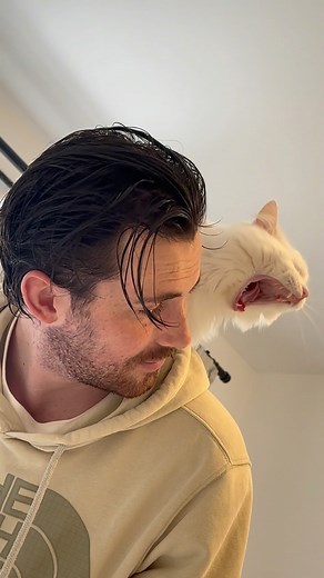 Donut the cat | A cat sneeze, some grooming, and a few lovey meows… who could have asked for a better day? 🤷‍♂️😂 #catsofinstagram #cats #sneeze #meow... | Instagram