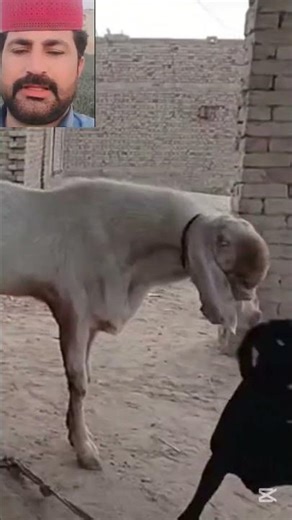 First Timer Goat and Huge Male 😱🐐#first #timer #goat #male