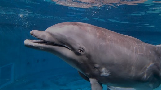 A tribute to Hemingway 💙 | Clearwater Marine Aquarium