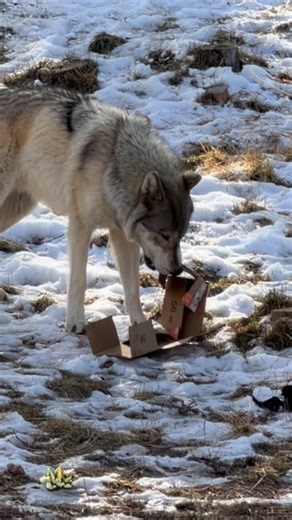 Colorado Wolf &Wildlife Center on Instagram: "Denali has a beautiful howl (most of the time)! Want to hear the wolves howl in person? We’re open to the public! Only 45 minutes west of Colorado Springs. Call us at 719-687-9742 to reserve your spot today. #CWWC #Wolf #Education #Conservation #Preservation"