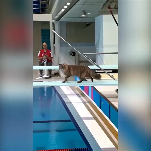 45K views · 459 reactions | When a Cat Took to the Diving Board and Reminded a Packed Aquatic Arena That Joy Has No Species | Daily Topic | Facebook