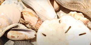 Seashell Hunting on Tybee Island