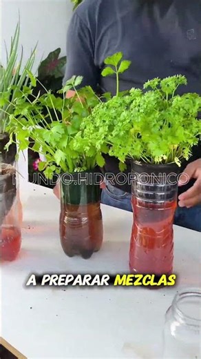 Learn to grow your own food 🍅🥬 in your own hydroponic garden at home #Hydroponics