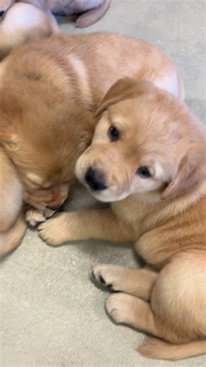 Guide Dog Foundation on Instagram: "Big naps for these little guys 🥰💤 VD: A group of yellow Lab puppies is huddled together, sleeping. There is one pup who is wide awake, looking at the camera."
