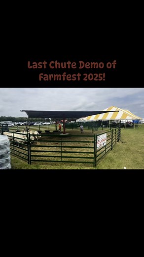 The cattle are being brought up for the last live chute demonstration of Farmfest 2025! #farmfest2025 #Arrowquip #lem #cattleequipment #realtuff | Livestock Equipment and Manufacturing