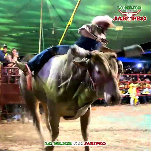 THE DOG SAVED HIM! Moncho from San Carlos vs. Hellcat from Rancho El Aguaje #rodeo