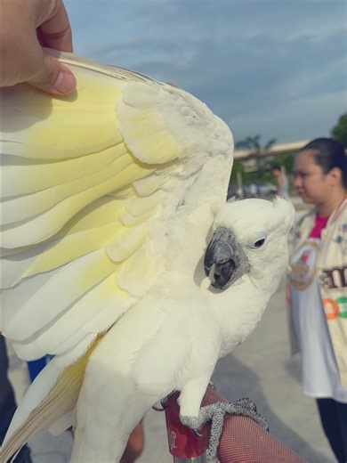 A Docile Umbrella Cockatoo #parrot #parrotlover #cockatoo #freefly #pet