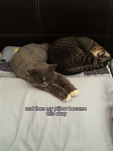 Effective Solutions for Removing Pet Fur from Surfaces