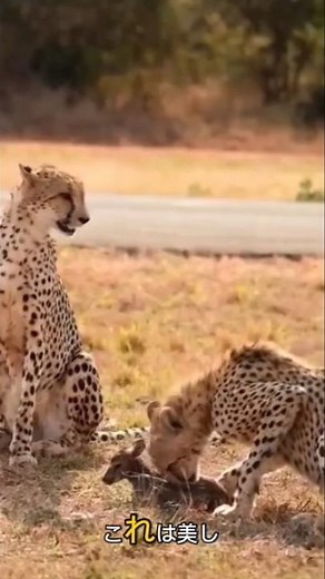 美しい捕食動物チーターが獲物を狩る #animals #特有種 #wildlife #捕食シーン #猟虫 #動物 #zoo