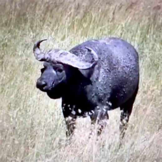Cape Buffalo Solo vs Lions in an epic battle for survival in the wild nature of Africa!