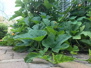 Can You Prune Squash Vines? - Northern Gardener