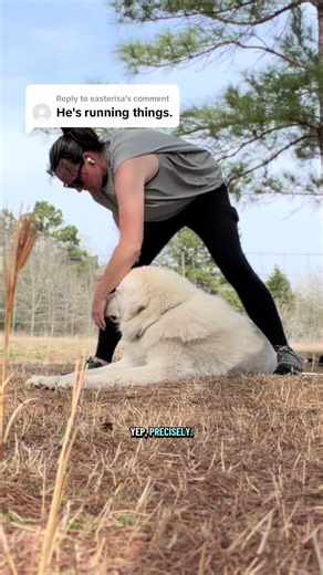 Replying to @easterisa | gentle leader for dogs