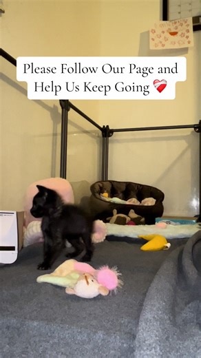 ✨ Please follow for more updates and help support our small rescue as we work toward 10k followers! ✨ Update on our tapeworm kittens 🐾 Both girls are doing fantastic. They’re eating like champs, playing hard, and acting exactly like happy, healthy kittens should. They’re still passing worms (they were very heavily infested), but we’re so relieved to know the worms are dead and leaving their bodies. Watching them feel better already makes it all worth it 🥹 This is the kind of work we do every s