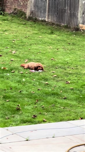 Label life #dog #cavapoo