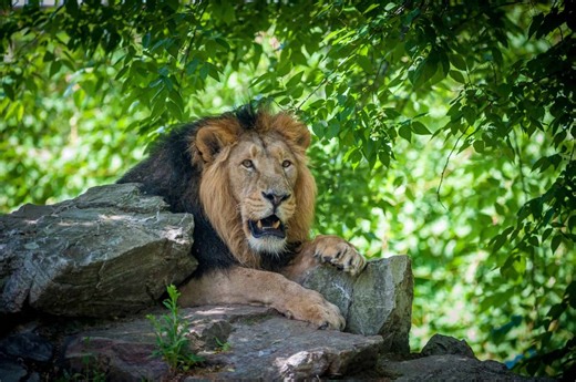 Meet the Biggest Lions Ever to Roam the Earth