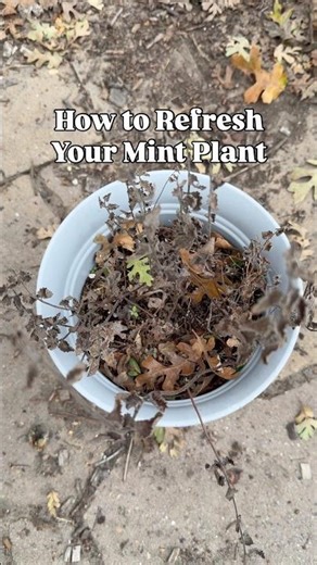 How to Refresh Your Mint Plant