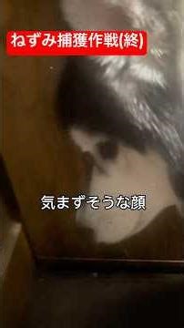 The Mouse Extermination Story (End)