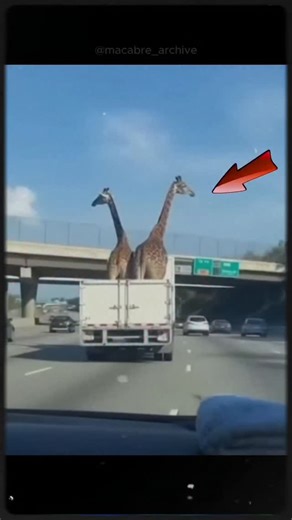 Creepy Stories on Instagram: "Two giraffes on a highway truck nearly hit their heads on a bridge 😱🚨 #analoghorror #scary #horrortok #fyp #truestory #creepy #usa🇺🇸"