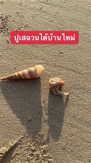 เดินไปเจอน้องกำลังลากบ้าน สงสัยหนักเกิน#ปูเสฉวน #ปูเสฉวน #หอย #ชายหาด #ทะเล #ปู #ธรรมชาติสวยงามเสมอ #ชีวิตชาวเล