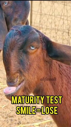 Which Level Made You Lose? Laugh Challenge Insights