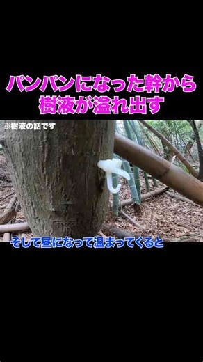 パンパンになった幹からは樹液が溢れ出す
