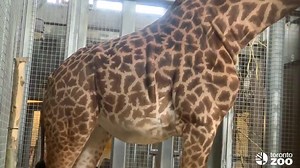 64K views · 1.7K reactions | The Toronto Zoo is expecting a baby giraffe any day now! You can even see the calf kicking 漣 | blogTO | Facebook